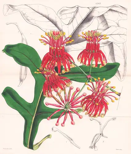 Stenocarpus Cunninghami. Mr. Cunningham's Stenocarpus. Tab. 4263 - Australia Australien / Pflanze Planzen plan