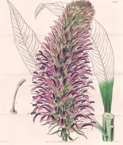 Lobelia Thapsoidea. Mullein-like Lobelia. Tab. 4150 - Pflanze Planzen plant plants / flower flowers Blume Blum