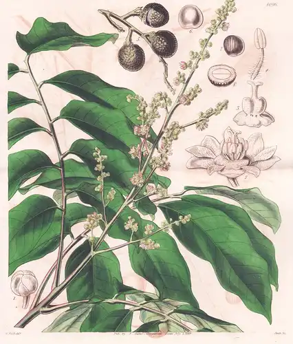 Nephelium Longan. Longan. Tab. 4096 - China / Pflanze Planzen plant plants / flower flowers Blume Blumen / bot