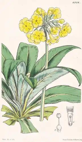 Primula Stuartii. Stuart's Primrose. Tab. 4356 - India Indien / Pflanze Planzen plant plants / flower flowers