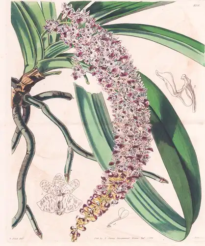 Saccolabium Guttatum. Spotted Saccolabium. Tab. 4108 - East-Indies / Orchidee orchid / Pflanze Planzen plant p
