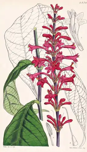 Thyrsacanthus Strictus. Upright Thyrse-flower. Tab. 4378 - Honduras / Pflanze Planzen plant plants / flower fl