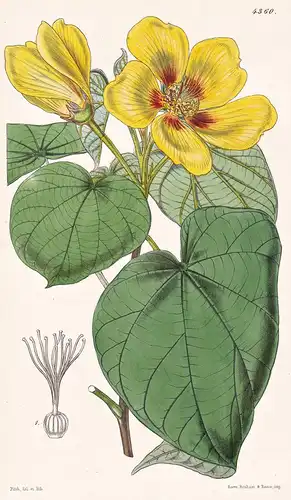 Sida (Abuliton) Integerrima. Entire-leaved Sida. Tab. 4360 - New Grenada / Pflanze Planzen plant plants / flow