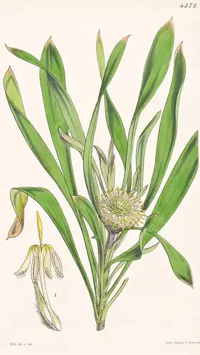 Isopogon Attenuatus. Attenuated-leaved Isopogon. Tab. 4372 - Australia Australien / Pflanze Planzen plant plan