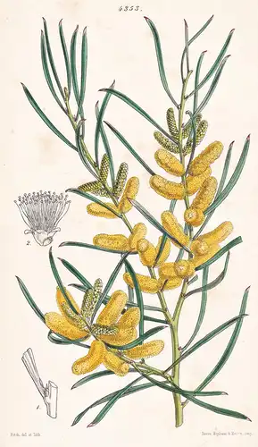 Acacia Ocinophylla. Hook-leaved Acacia. Tab. 4353 - Australia Australien / Pflanze Planzen plant plants / flow
