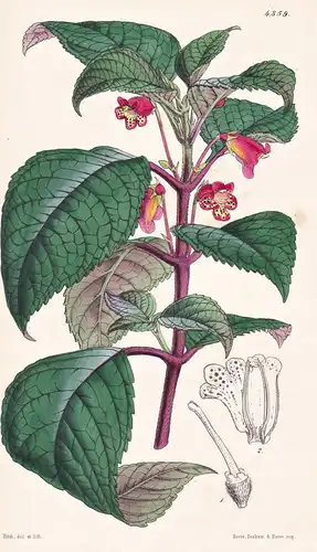 Achimenes Ocellata. Eyeletted Achimenes. Tab. 4359 - Panama / Pflanze Planzen plant plants / flower flowers Bl