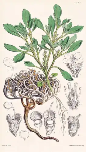 Anastatica Hierochuntica. Rose of Jericho. Tab. 4400 - Mexico Mexiko / Pflanze Planzen plant plants / flower f