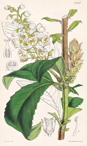 Anopterus Glandulosus. Glandular-leaved Anopterus. Tab. 4377 - Australia Australien / Pflanze Planzen plant pl