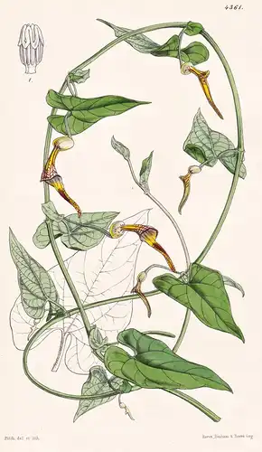 Aristolochia Anguicida. Snake-Aristolochia, or Birthwort. Tab. 4361 - New Grenada / Pflanze Planzen plant plan