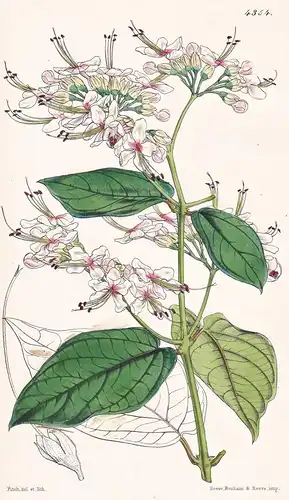 Clerodendron Scandens. Climbing Clerodendron. Tab. 4354 - Sierra Leone / Pflanze Planzen plant plants / flower