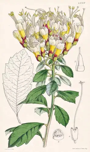 Cantua Pyrifolia. Pear-leaved Cantua. Tab. 4386 - Peru / Pflanze Planzen plant plants / flower flowers Blume B