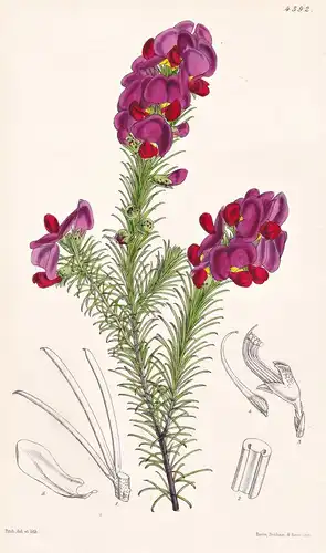 Burtonia Pulchella. Beautiful Burtonia. Tab. 4392 - Australia Australien / Pflanze Planzen plant plants / flow