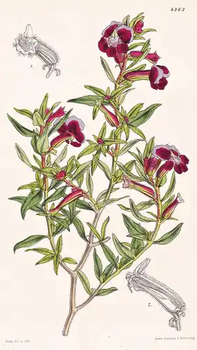 Cuphea Silenoides. Catchfly Cuphea. Tab. 4362 - Mexico Mexiko / Pflanze Planzen plant plants / flower flowers