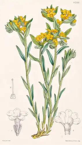 Lithospermum Canescens. Hoary Gromwell. Tab. 4389 - North America Nordamerika / Pflanze Planzen plant plants /