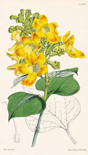 Gmelina Rheedii. Rheede's Gmelina. Tab. 4395 - Pflanze Planzen plant plants / flower flowers Blume Blumen / bo