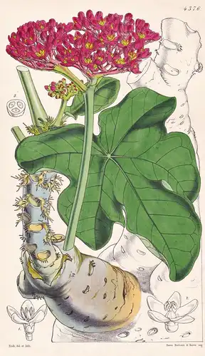 Jatropha Podagrica. Gouty-stalked Jatropha. Tab. 4376 - New Grenada / Pflanze Planzen plant plants / flower fl