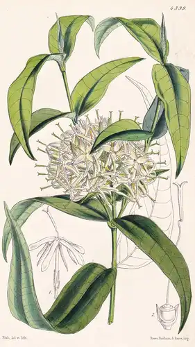 Ixora Lanceolaria. Lance-leaved Ixora. Tab. 4399 - East- Indies / Pflanze Planzen plant plants / flower flower