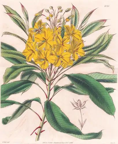 Luxemburgia Ciliosa. Fringe-Leaved Luxemburgia. Tab. 4048 - Brasil Brazil Brasilien / Pflanze Planzen plant pl