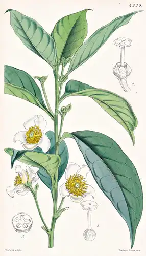 Gordonia Javanica. Javanese Entire-leaved Gordonia. Tab. 4539 - Java / Pflanze Planzen plant plants / flower f