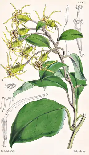 Gynoxys Fragrans. Fragrant Gynoxys. Tab. 4511 - Guatemala / Pflanze Planzen plant plants / flower flowers Blum