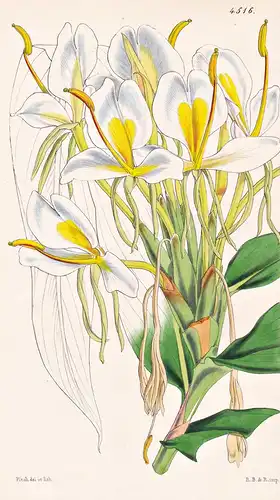 Hedychium Chrysoleucum. Golden and white Garland-flower. Tab. 4516 - India Indien / Pflanze Planzen plant plan