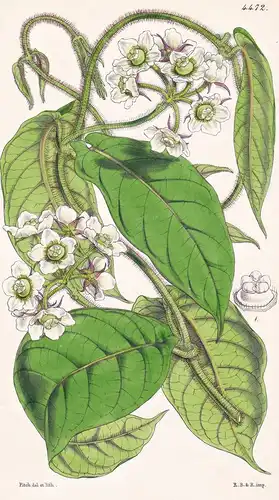 Gonolobus Martianus. Dr. von Martius' Gonolobus. Tab. 4472 - Mexico Mexiko / Pflanze Planzen plant plants / fl