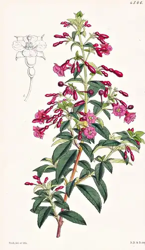Fuchsia Bacillaris. Red-branched Fuchsia. Tab. 4506 - Mexico Mexiko / Pflanze Planzen plant plants / flower fl