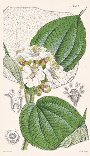 Heterotrichum Macrodon. Long-toothed Heterotrichum. Tab. 4421 - New Grenada / Pflanze Planzen plant plants / f