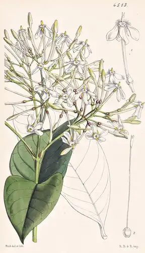 Ixora Barbata. Bearded Ixora. Tab. 4513 - India Indien / Pflanze Planzen plant plants / flower flowers Blume B