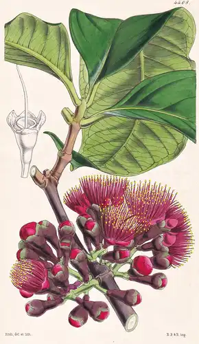 Iambosa Malaccensis. Malay-Apple. Tab. 4408 - Malay Archipelago / Pflanze Planzen plant plants / flower flower