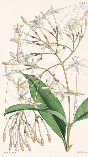 Ixora Laxiflora. Lax-flowered Ixora. Tab. 4482 - Sierra Leone / Pflanze Planzen plant plants / flower flowers