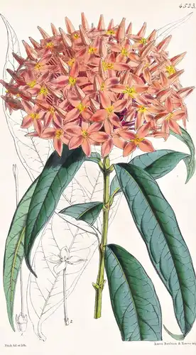 Ixora Salicifolia. Willow-leaved Ixora. Tab. 4523 - Java / Pflanze Planzen plant plants / flower flowers Blume