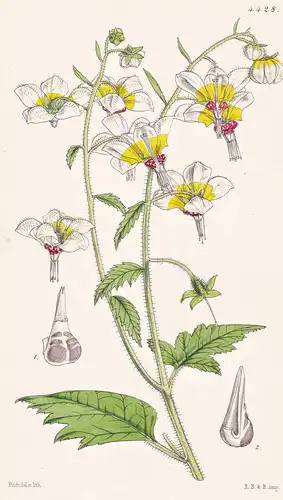 Loasa Picta. Painted-flowered Loasa. Tab. 4428 - Peru / Pflanze Planzen plant plants / flower flowers Blume Bl