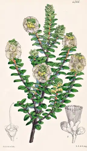 Metrosideros Buxifolia. Box-leaved Metrosideros. Tab. 4515 - New Zealand Neuseeland / Pflanze Planzen plant pl