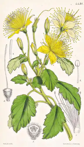 Microsperma Bartonioides. Bartonia-like Microsperma. Tab. 4491 - Pflanze Planzen plant plants / flower flowers