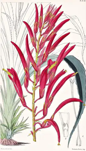 Pitcairnia Jacksoni. Mr. Jackson's Pitcairnia. Tab. 4540 - Guatemala / Pflanze Planzen plant plants / flower f