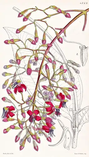 Oxyspora Vagans. Weak-stemmed Oxyspora. Tab. 4553 - Pflanze Planzen plant plants / flower flowers Blume Blumen