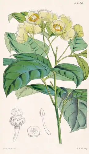 Pachystigma Pteleoides. Ptelea-leaved Pachystigma. Tab. 4436 - Jamaica Jamaika / Pflanze Planzen plant plants