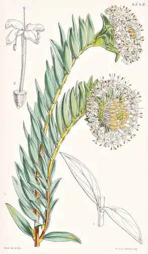 Pimelea Macrocephala. Large-headed Pimelea. Tab. 4543 - Australia Australien / Pflanze Planzen plant plants /