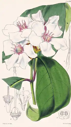 Roupellia Grata. Cream-fruit. Tab. 4466 - Sierra Leone / Pflanze Planzen plant plants / flower flowers Blume B