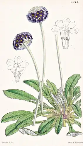 Primula Capitata. Round-headed mealy Primrose. Tab. 4550 - Himalaya / Pflanze Planzen plant plants / flower fl