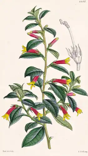 Siphocampylos Manettifaeflorus. Manettia-flowered Siphocampylos. Tab. 4403 - New Grenada / Pflanze Planzen pla