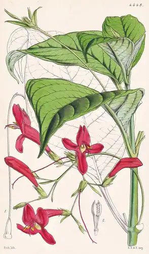 Stemonacanthus Macrophyllus. Large-flowered Stemonacanthus. Tab. 4448 - New Grenada / Pflanze Planzen plant pl