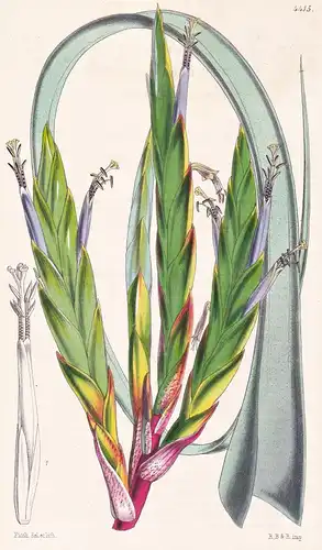 Vriesia Glaucophylla. Glaucous-leaved Vriesia. Tab. 4415 - New Grenada / Pflanze Planzen plant plants / flower