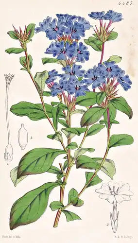 Valoradia Plumbaginoides. Leadwort-like Valoradia. Tab. 4487 - China / Pflanze Planzen plant plants / flower f