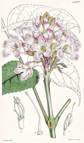Spathodea Laevis. Smoothleaved Spathodea. Tab. 4537 - Sierra Leone / Pflanze Planzen plant plants / flower flo