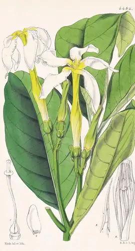 Tabernaemontana Longiflora. Long-Flowered Tabernaemontana. Tab. 4484 - Sierra Leone / Pflanze Planzen plant pl