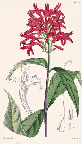 Thyrsacanthus Bracteolatus. Bracteolated Thyrsacanthus. Tab. 4441 - West-Indies / Pflanze Planzen plant plants