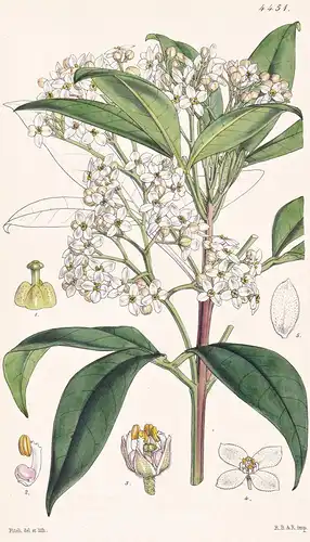 Zieria Macrophylla. Large-leaved Zieria. Tab. 4451 - Australia Australien / Pflanze Planzen plant plants / flo
