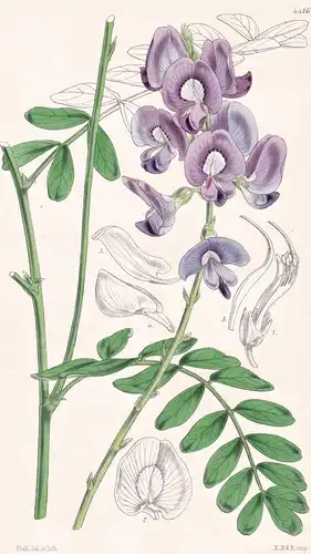 Swainsona Greyana. Grey's Swainsona. Tab. 4416 - Australia Australien / Pflanze Planzen plant plants / flower